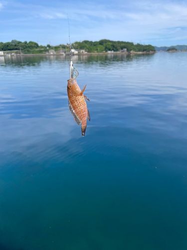 オオモンハタの釣果