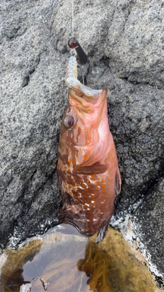 キジハタの釣果