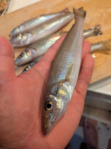 キスの釣果