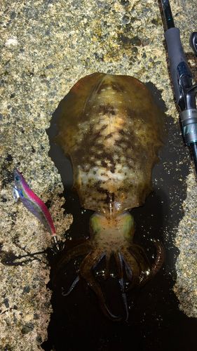 アオリイカの釣果