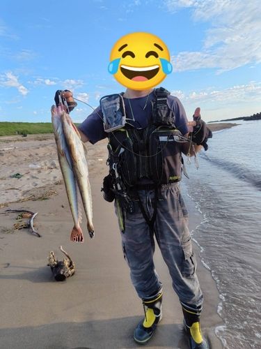 マゴチの釣果