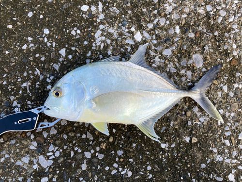 メッキの釣果