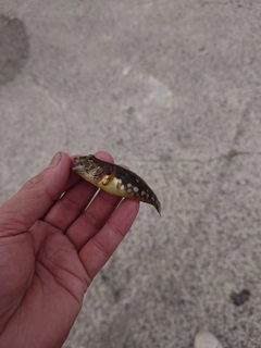 ハゼの釣果