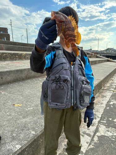キジハタの釣果