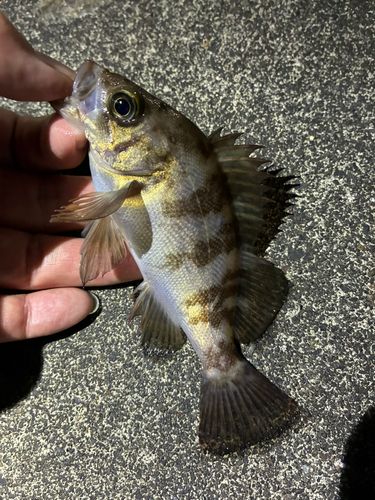 メバルの釣果