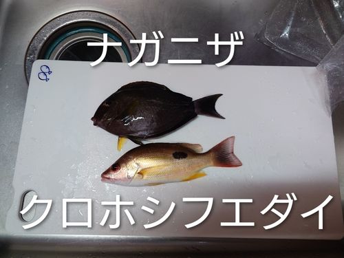 クロホシフエダイの釣果
