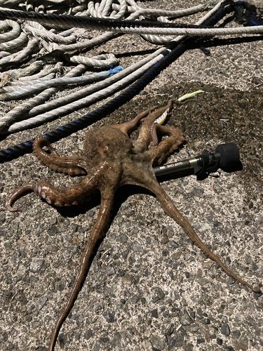 マダコの釣果