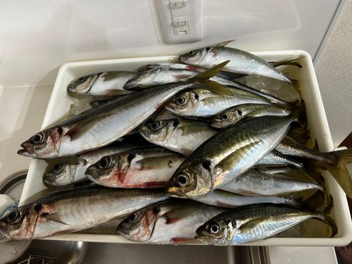 アジの釣果