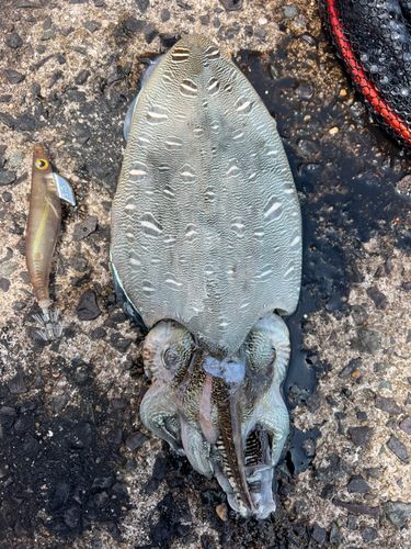 モンゴウイカの釣果