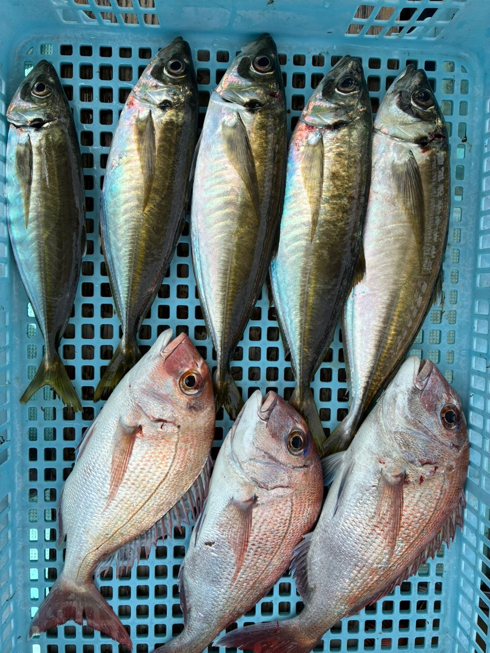 アジの釣果写真
