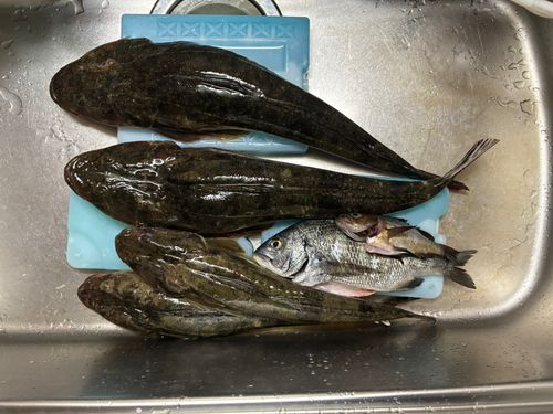 マゴチの釣果