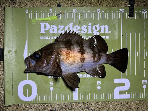 メバルの釣果