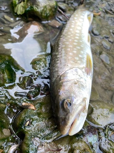 アメマスの釣果