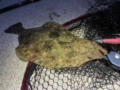 ソゲの釣果