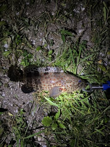 チャイロマルハタの釣果