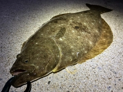 ヒラメの釣果