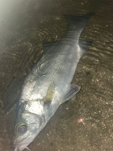 フッコ（ヒラスズキ）の釣果