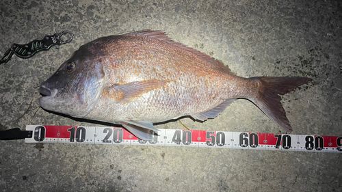 マダイの釣果