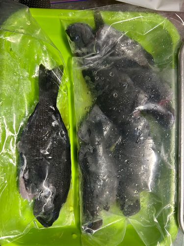 グレの釣果