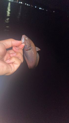 ドンコの釣果