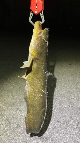ナマズの釣果