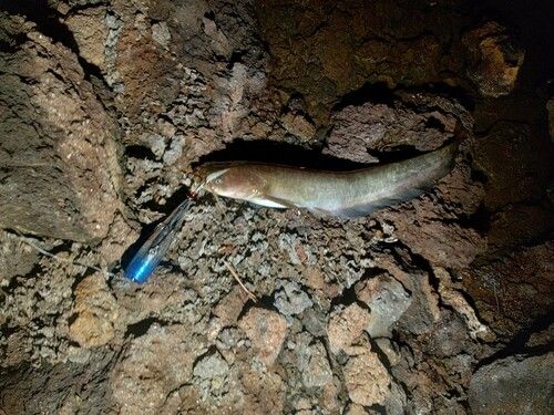 ナマズの釣果