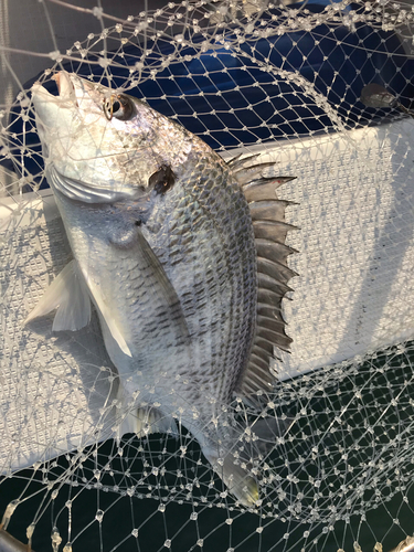 クロダイの釣果