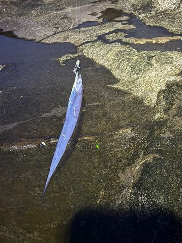 タチウオの釣果