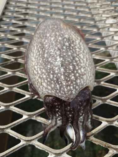 シリヤケイカの釣果
