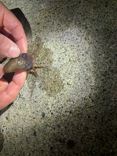 サクラマスの釣果