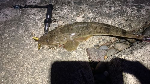 キジハタの釣果