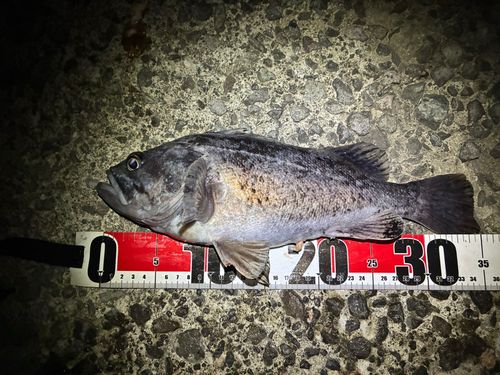 クロソイの釣果