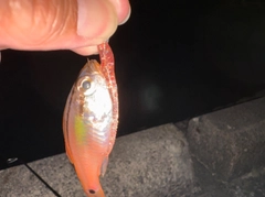 ネンブツダイの釣果