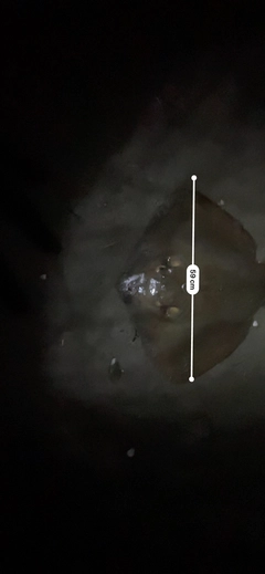 アカエイの釣果