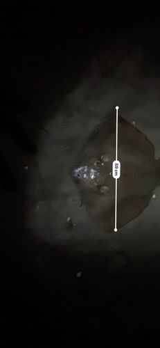 アカエイの釣果