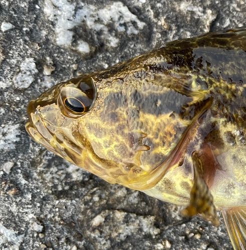 タケノコメバルの釣果