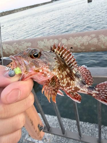 カサゴの釣果