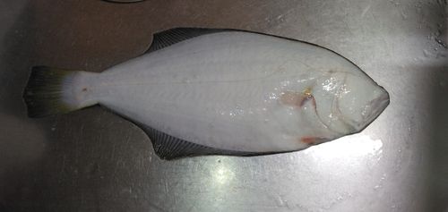 ヒラメの釣果