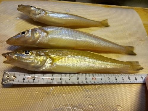 キスの釣果