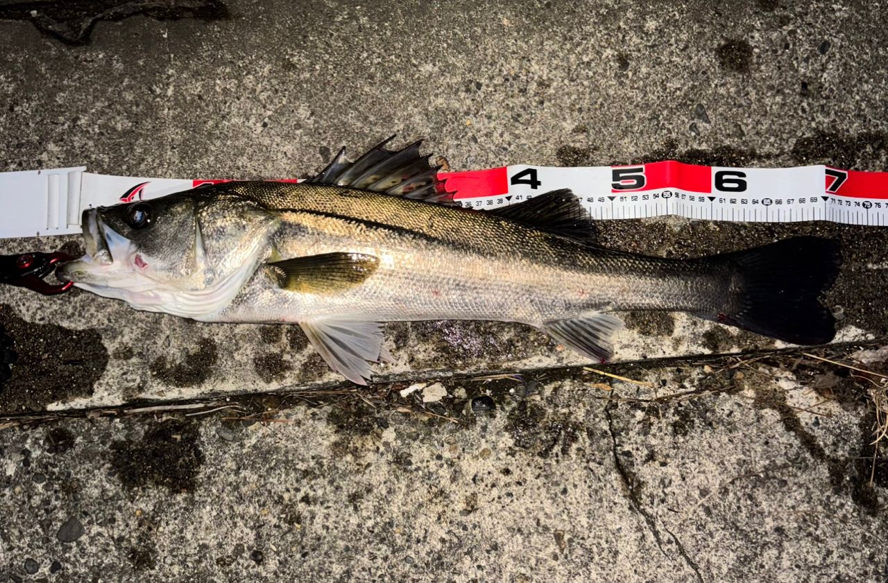 DAIWA 21ラブラックス AGS 100Mの最安値・インプレ・釣果 | 本音の