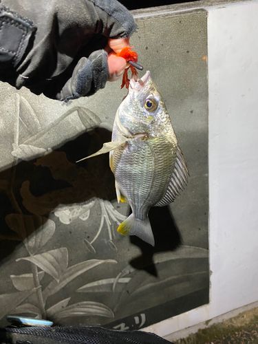 キビレの釣果
