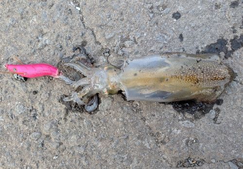 マメイカの釣果