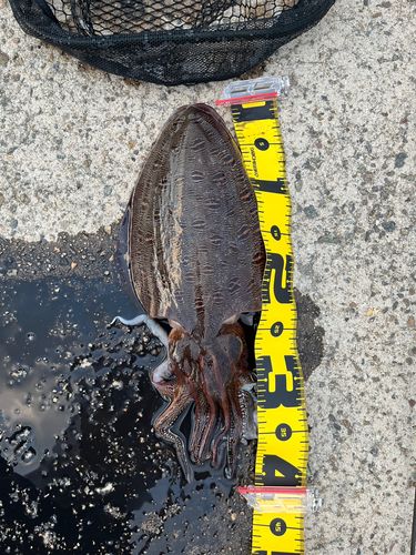 モンゴウイカの釣果