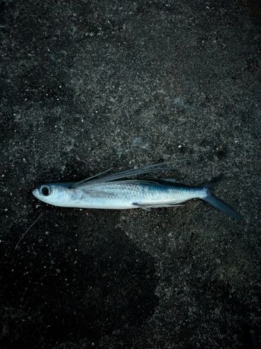 トビウオの釣果