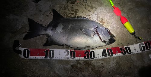 イシダイの釣果