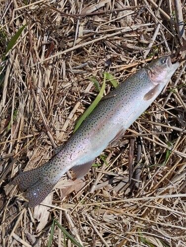 ニジマスの釣果