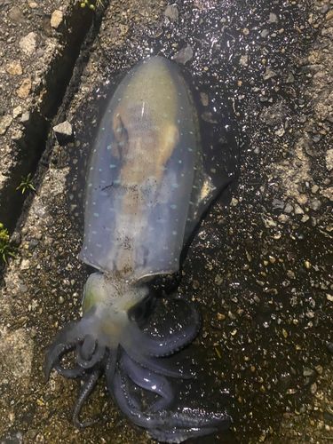イカの釣果