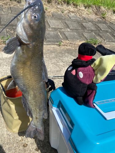 アメリカナマズの釣果