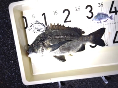 チヌの釣果