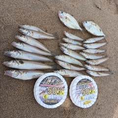 シロギスの釣果